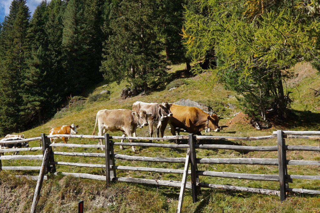 Küche im Martelltal im Vinschgau